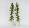 Plant in a Box - Passiflora 'Victoria violacea' XL - 2 stuks - Passiebloem - Tuinplant - Klimplant - ⌀17 cm - Hoogte 110-120 cm