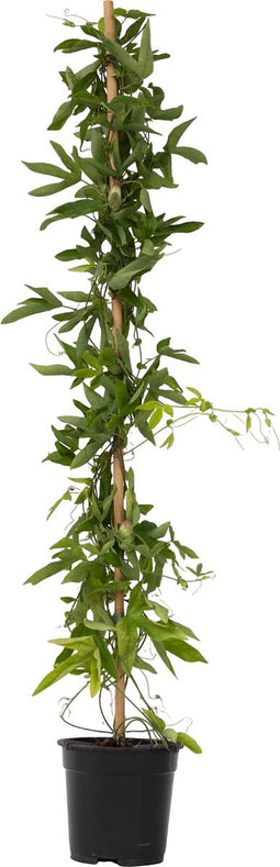 Plant in a Box - Passiflora 'Victoria' XL - Passiebloem - Violacea - Tuinplant - Klimplant - ⌀17 cm - Hoogte 110-120 cm