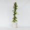 Plant in a Box - Passiflora 'Victoria' XL - Passiebloem - Violacea - Tuinplant - Klimplant - ⌀17 cm - Hoogte 110-120 cm