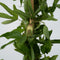 Plant in a Box - Passiflora 'Victoria' XL - Passiebloem - Violacea - Tuinplant - Klimplant - ⌀17 cm - Hoogte 110-120 cm