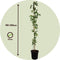 Plant in a Box - Passiflora 'Victoria' XL - Passiebloem - Violacea - Tuinplant - Klimplant - ⌀17 cm - Hoogte 110-120 cm