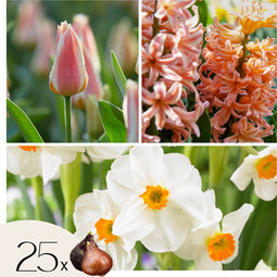 Plant in a Box - Peach Blush Flowering Mix - Bloembollen x25 - Narcis, Tulp, Hyacint - Wit / Roze