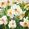 Plant in a Box - Peach Blush Flowering Mix - Bloembollen x25 - Narcis, Tulp, Hyacint - Wit / Roze