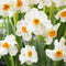 Plant in a Box - Peach Blush Flowering Mix - Bloembollen x25 - Narcis, Tulp, Hyacint - Wit / Roze