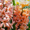 Plant in a Box - Peach Blush Flowering Mix - Bloembollen x25 - Narcis, Tulp, Hyacint - Wit / Roze