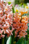 Plant in a Box - Peach Blush Flowering Mix - Bloembollen x25 - Narcis, Tulp, Hyacint - Wit / Roze