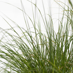 Plant in a Box - Pennisetum alopecuroides - Pennisetum Hameln siergras winterhard - Pot 23cm - Hoogte 20-30cm