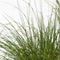 Plant in a Box - Pennisetum alopecuroides - Pennisetum Hameln siergras winterhard - Pot 23cm - Hoogte 20-30cm