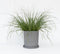 Plant in a Box - Pennisetum alopecuroides - Pennisetum Hameln siergras winterhard - Pot 23cm - Hoogte 20-30cm