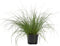 Plant in a Box - Pennisetum alopecuroides - Pennisetum Hameln siergras winterhard - Pot 23cm - Hoogte 20-30cm