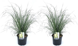 Plant in a Box - Pennisetum alopecuroides - Set van 2 - Pennisetum Hameln siergras winterhard - Pot 23cm - Hoogte 20-30cm