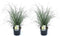 Plant in a Box - Pennisetum alopecuroides - Set van 2 - Pennisetum Hameln siergras winterhard - Pot 23cm - Hoogte 20-30cm
