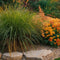 Plant in a Box - Pennisetum alopecuroides - Set van 2 - Pennisetum Hameln siergras winterhard - Pot 23cm - Hoogte 20-30cm