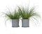 Plant in a Box - Pennisetum alopecuroides - Set van 2 - Pennisetum Hameln siergras winterhard - Pot 23cm - Hoogte 20-30cm