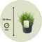 Plant in a Box - Pennisetum alopecuroides - Set van 2 - Pennisetum Hameln siergras winterhard - Pot 23cm - Hoogte 20-30cm