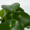 Plant in a Box - Peperomia Raindrop - Set van 4 - Pot 12cm - Hoogte 20-30cm - Peperomia Polybotrya - Kamerplanten