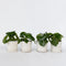 Plant in a Box - Peperomia Raindrop - Set van 4 - Pot 12cm - Hoogte 20-30cm - Peperomia Polybotrya - Kamerplanten