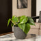 Plant in a Box - Peperomia Raindrop - Set van 4 - Pot 12cm - Hoogte 20-30cm - Peperomia Polybotrya - Kamerplanten