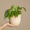Plant in a Box - Peperomia Raindrop - Set van 4 - Pot 12cm - Hoogte 20-30cm - Peperomia Polybotrya - Kamerplanten