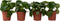 Plant in a Box - Peperomia Raindrop - Set van 4 - Pot 12cm - Hoogte 20-30cm - Peperomia Polybotrya - Kamerplanten