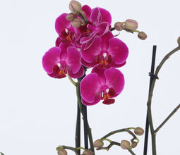 Plant in a Box - Phalaenopsis Multiflora - Orchidee Paars - Bloeiende kamerplant - Katvriendelijk - Pot 12cm - Hoogte 35-45cm