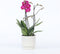 Plant in a Box - Phalaenopsis Multiflora - Orchidee Paars - Bloeiende kamerplant - Katvriendelijk - Pot 12cm - Hoogte 35-45cm