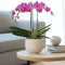 Plant in a Box - Phalaenopsis Multiflora - Orchidee Paars - Bloeiende kamerplant - Katvriendelijk - Pot 12cm - Hoogte 35-45cm