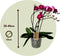 Plant in a Box - Phalaenopsis Multiflora - Orchidee Paars - Bloeiende kamerplant - Katvriendelijk - Pot 12cm - Hoogte 35-45cm