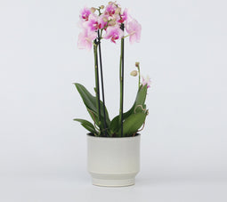 Plant in a Box - Phalaenopsis Multiflora - Orchidee roze - Bloeiende kamerplant - Katvriendelijk - Pot 12cm - Hoogte 35-45cm