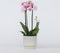 Plant in a Box - Phalaenopsis Multiflora - Orchidee roze - Bloeiende kamerplant - Katvriendelijk - Pot 12cm - Hoogte 35-45cm