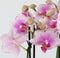 Plant in a Box - Phalaenopsis Multiflora - Orchidee roze - Bloeiende kamerplant - Katvriendelijk - Pot 12cm - Hoogte 35-45cm