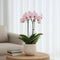Plant in a Box - Phalaenopsis Multiflora - Orchidee roze - Bloeiende kamerplant - Katvriendelijk - Pot 12cm - Hoogte 35-45cm