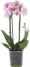 Plant in a Box - Phalaenopsis Multiflora - Orchidee roze - Bloeiende kamerplant - Katvriendelijk - Pot 12cm - Hoogte 35-45cm