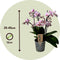 Plant in a Box - Phalaenopsis Multiflora - Orchidee roze - Bloeiende kamerplant - Katvriendelijk - Pot 12cm - Hoogte 35-45cm
