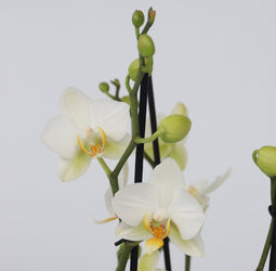 Plant in a Box - Phalaenopsis Multiflora - Orchidee Wit - Bloeiende kamerplant - Katvriendelijk - Pot 12cm - Hoogte 35-45cm