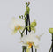 Plant in a Box - Phalaenopsis Multiflora - Orchidee Wit - Bloeiende kamerplant - Katvriendelijk - Pot 12cm - Hoogte 35-45cm