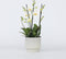 Plant in a Box - Phalaenopsis Multiflora - Orchidee Wit - Bloeiende kamerplant - Katvriendelijk - Pot 12cm - Hoogte 35-45cm