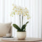 Plant in a Box - Phalaenopsis Multiflora - Orchidee Wit - Bloeiende kamerplant - Katvriendelijk - Pot 12cm - Hoogte 35-45cm