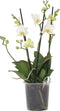 Plant in a Box - Phalaenopsis Multiflora - Orchidee Wit - Bloeiende kamerplant - Katvriendelijk - Pot 12cm - Hoogte 35-45cm