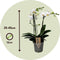 Plant in a Box - Phalaenopsis Multiflora - Orchidee Wit - Bloeiende kamerplant - Katvriendelijk - Pot 12cm - Hoogte 35-45cm