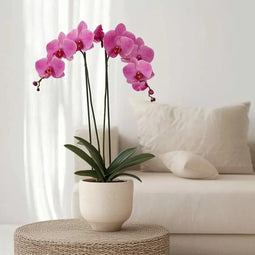 Plant in a Box - Phalaenopsis - Orchidee Paars - Bloeiende kamerplant - Katvriendelijk - Pot 12cm - Hoogte 50-60cm