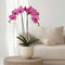 Plant in a Box - Phalaenopsis - Orchidee Paars - Bloeiende kamerplant - Katvriendelijk - Pot 12cm - Hoogte 50-60cm