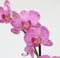 Plant in a Box - Phalaenopsis - Orchidee Paars - Bloeiende kamerplant - Katvriendelijk - Pot 12cm - Hoogte 50-60cm