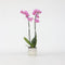 Plant in a Box - Phalaenopsis - Orchidee Paars - Bloeiende kamerplant - Katvriendelijk - Pot 12cm - Hoogte 50-60cm
