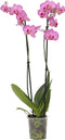 Plant in a Box - Phalaenopsis - Orchidee Paars - Bloeiende kamerplant - Katvriendelijk - Pot 12cm - Hoogte 50-60cm