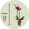 Plant in a Box - Phalaenopsis - Orchidee Paars - Bloeiende kamerplant - Katvriendelijk - Pot 12cm - Hoogte 50-60cm