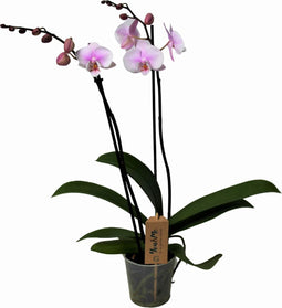Plant in a Box - Phalaenopsis - Orchidee roze - Bloeiende kamerplant - Katvriendelijk - Pot 12cm - Hoogte 50-60cm