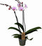 Plant in a Box - Phalaenopsis - Orchidee roze - Bloeiende kamerplant - Katvriendelijk - Pot 12cm - Hoogte 50-60cm