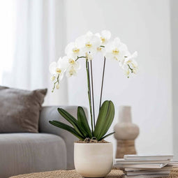 Plant in a Box - Phalaenopsis - Orchidee Wit - Bloeiende kamerplant - Katvriendelijk - Pot 12cm - Hoogte 50-60cm