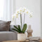 Plant in a Box - Phalaenopsis - Orchidee Wit - Bloeiende kamerplant - Katvriendelijk - Pot 12cm - Hoogte 50-60cm